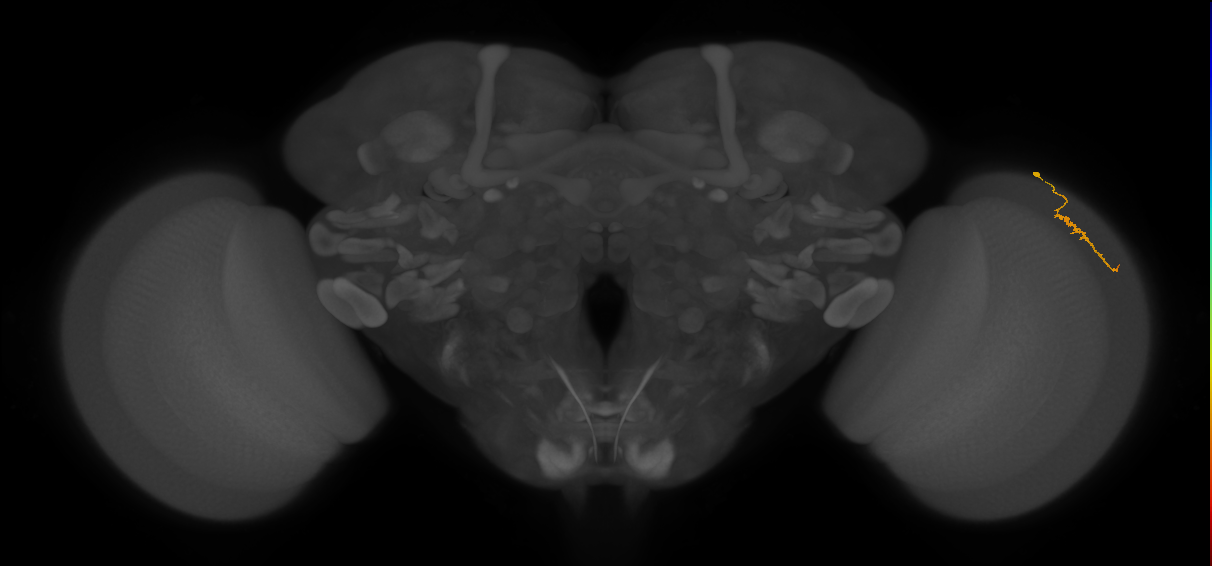 Dm3a_R (JRC_OpticLobe:142216)