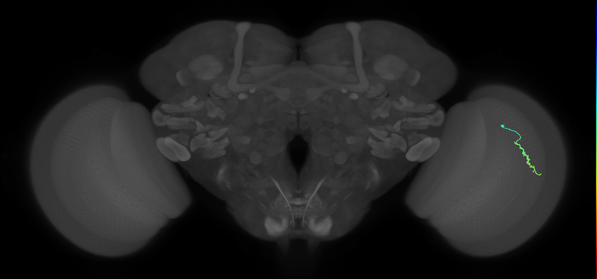 Dm3a_R (JRC_OpticLobe:191261)