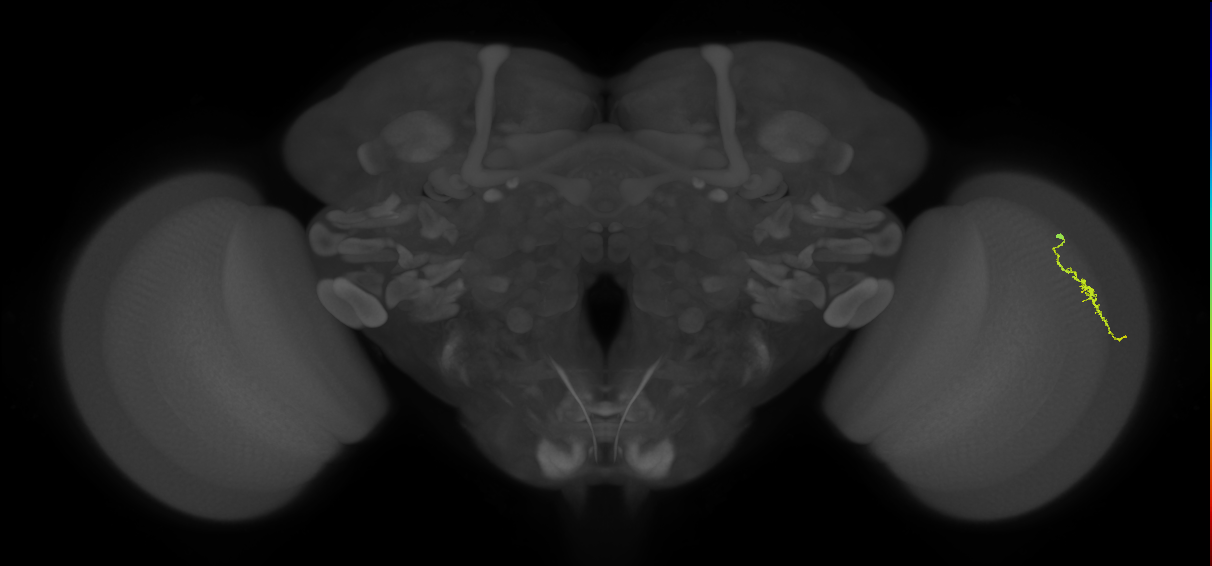 Dm3a_R (JRC_OpticLobe:136517)