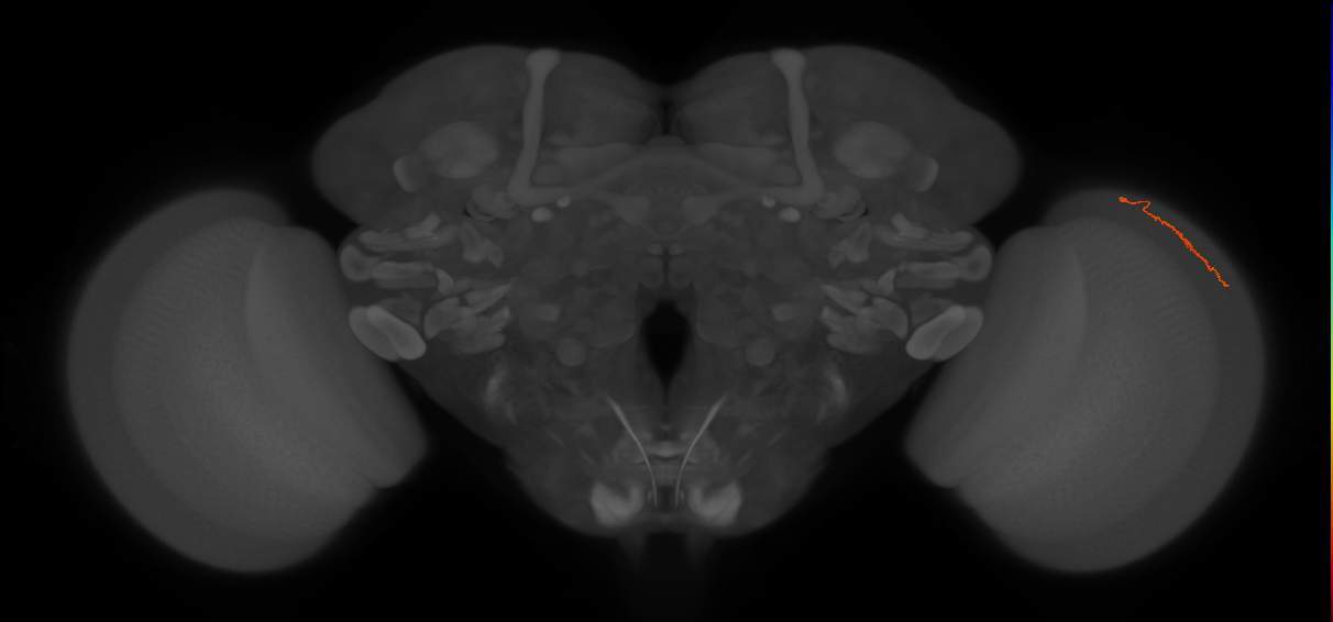 Dm3a_R (JRC_OpticLobe:157714)