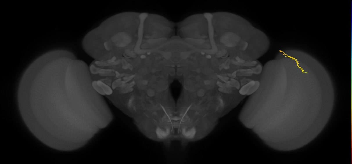 Dm3a_R (JRC_OpticLobe:159047)