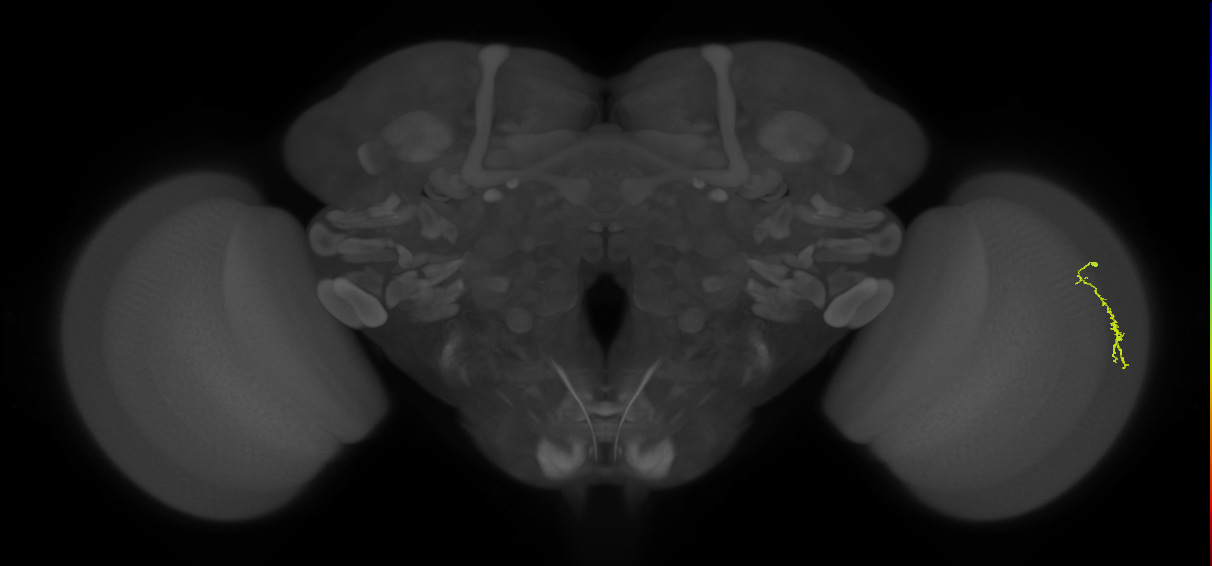 Dm3a_R (JRC_OpticLobe:124543)
