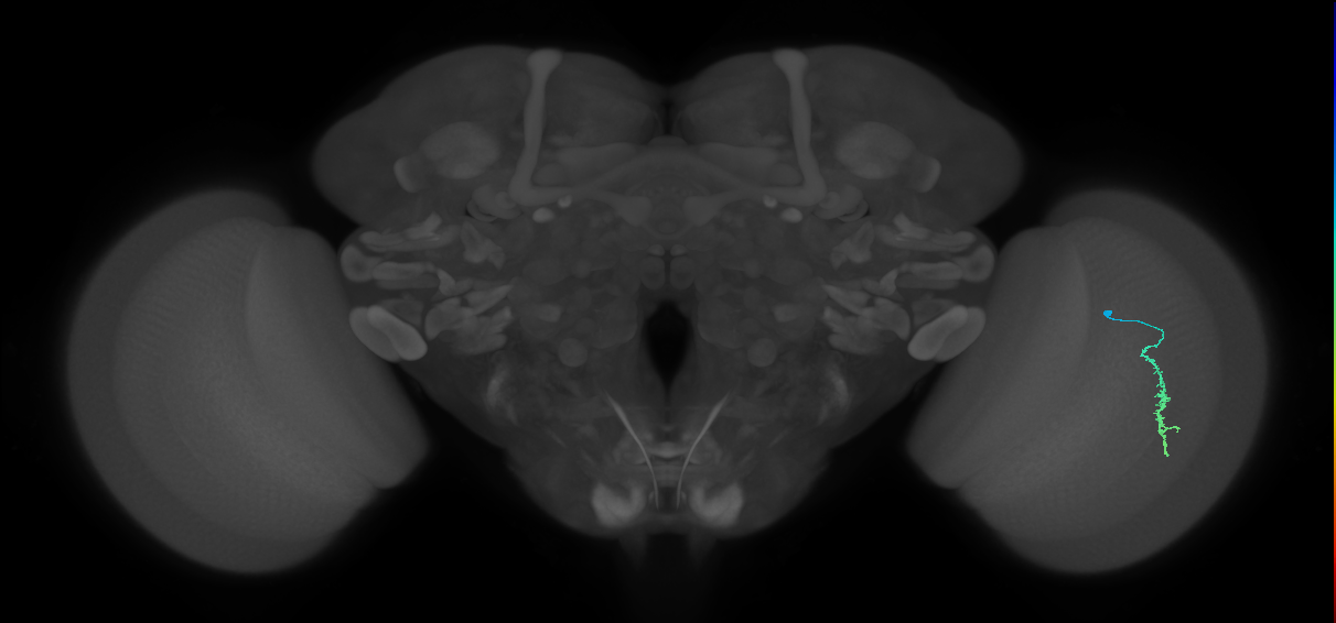Dm3a_R (JRC_OpticLobe:124474)