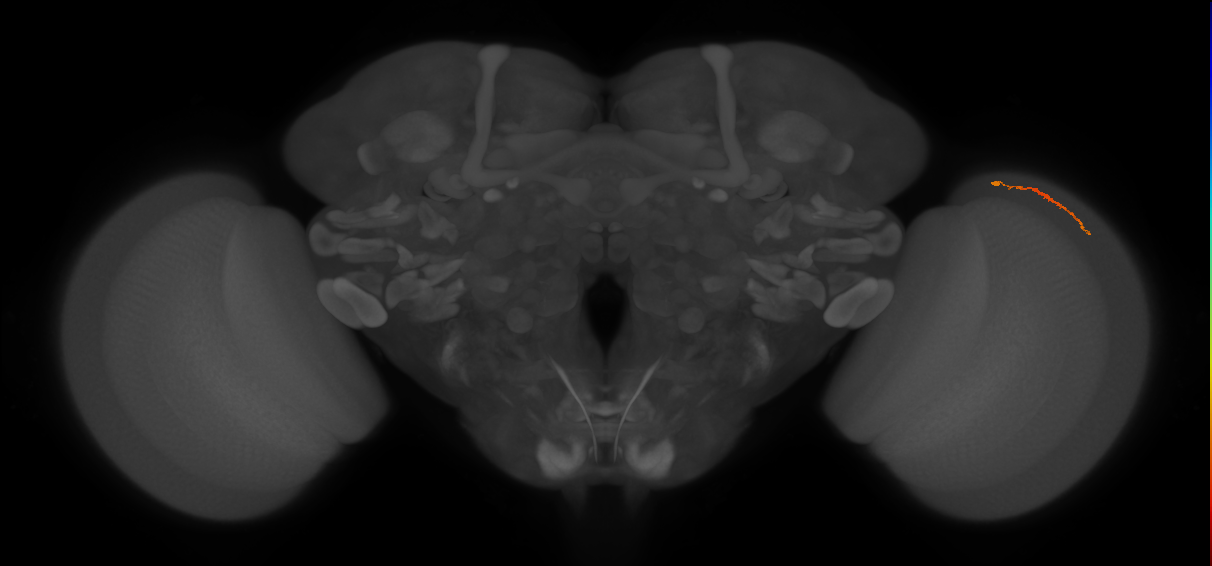 Dm3a_R (JRC_OpticLobe:151221)