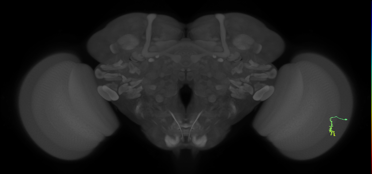 Dm3a_R (JRC_OpticLobe:127993)