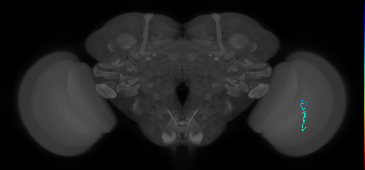 Dm3a_R (JRC_OpticLobe:145118)