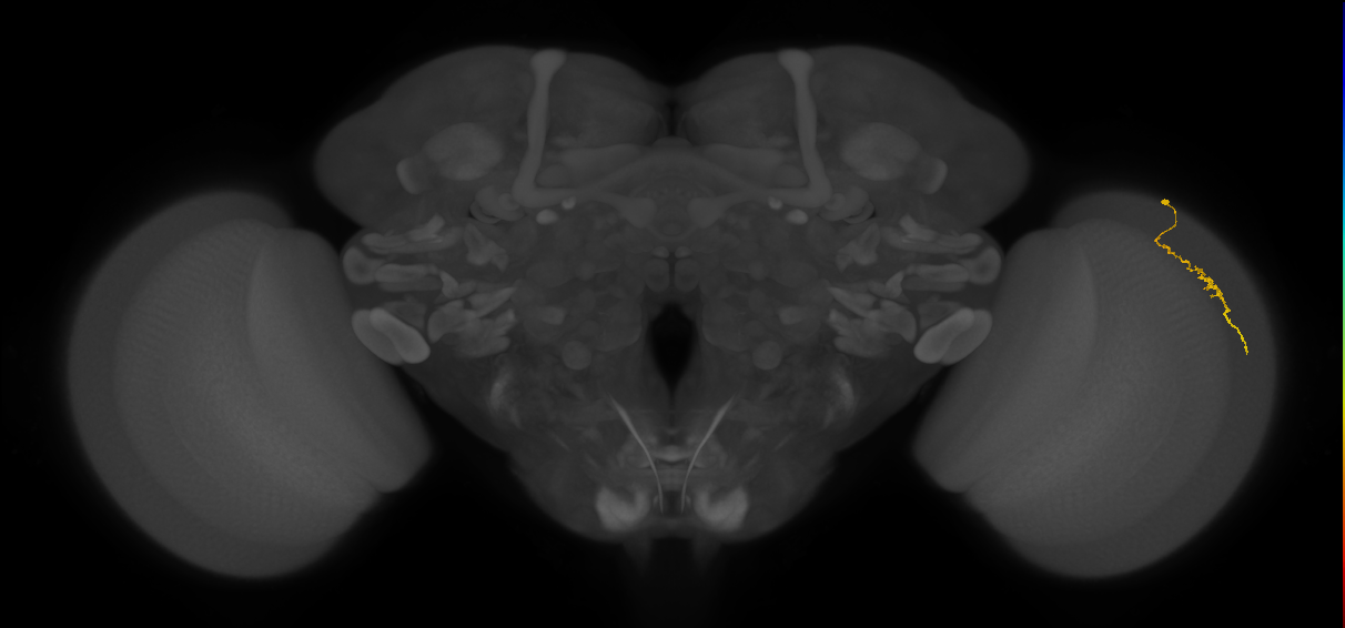 Dm3a_R (JRC_OpticLobe:144086)