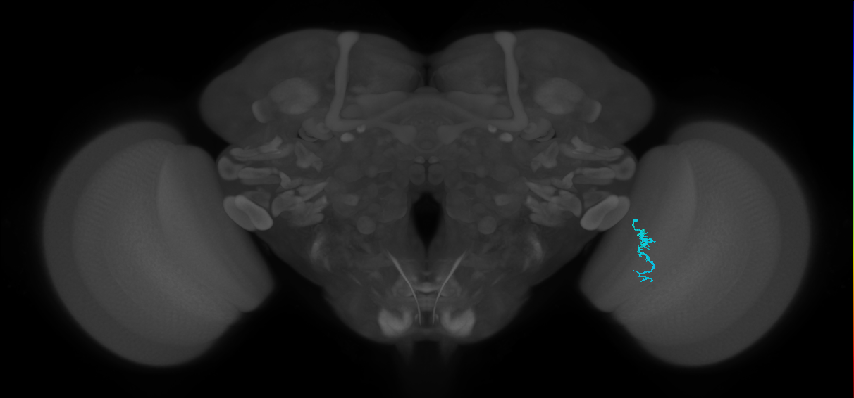 Dm3a_R (JRC_OpticLobe:155995)