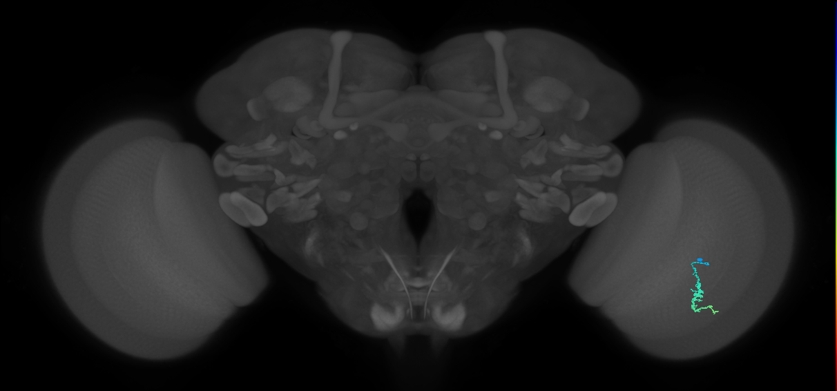 Dm3a_R (JRC_OpticLobe:121028)