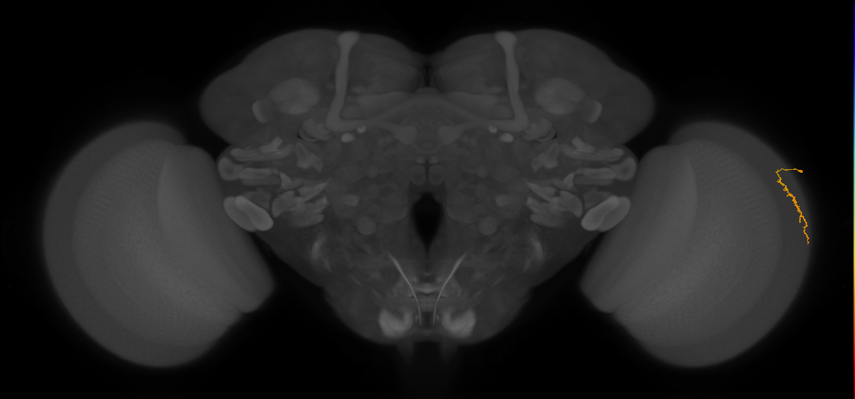 Dm3a_R (JRC_OpticLobe:140702)