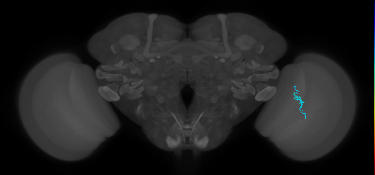 Dm3a_R (JRC_OpticLobe:140510)