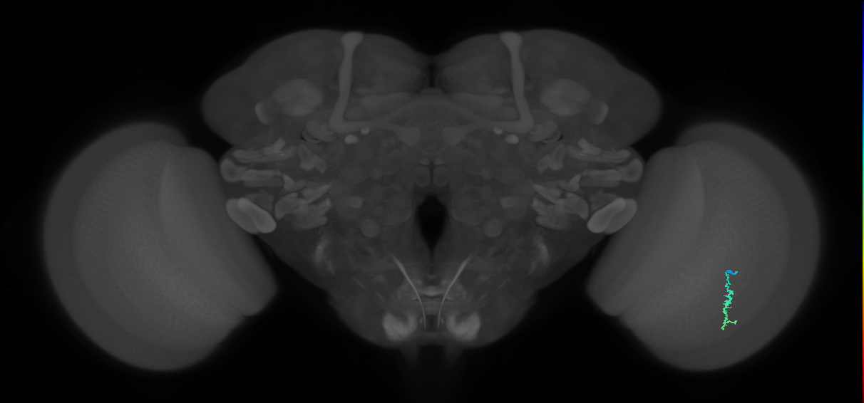 Dm3a_R (JRC_OpticLobe:162431)
