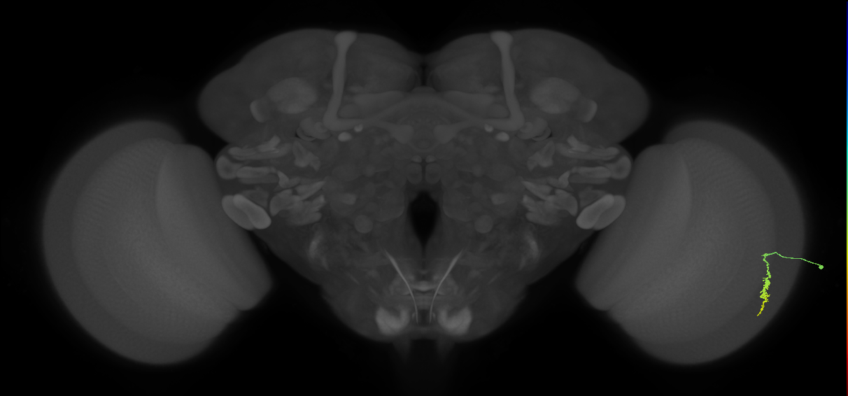 Dm3a_R (JRC_OpticLobe:144567)