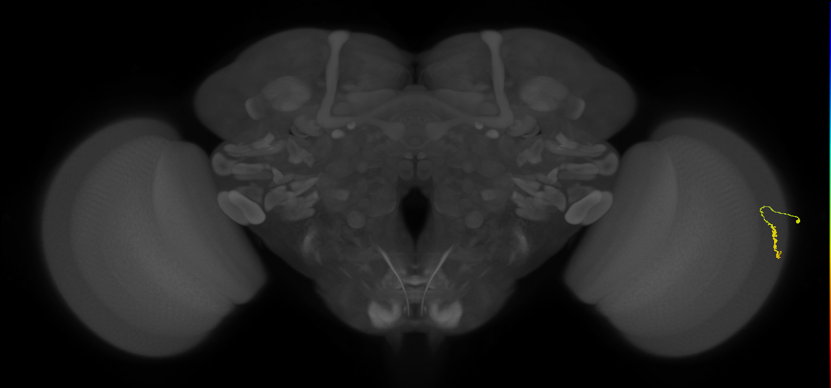 Dm3a_R (JRC_OpticLobe:165157)