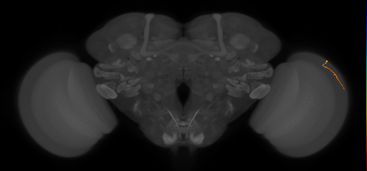 Dm3a_R (JRC_OpticLobe:148626)
