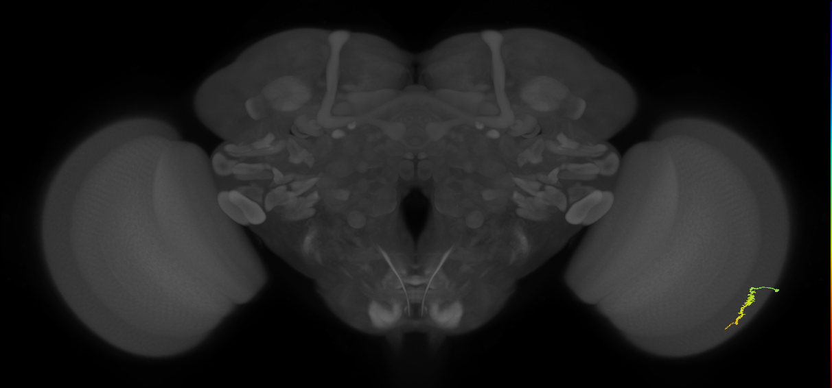 Dm3a_R (JRC_OpticLobe:128665)