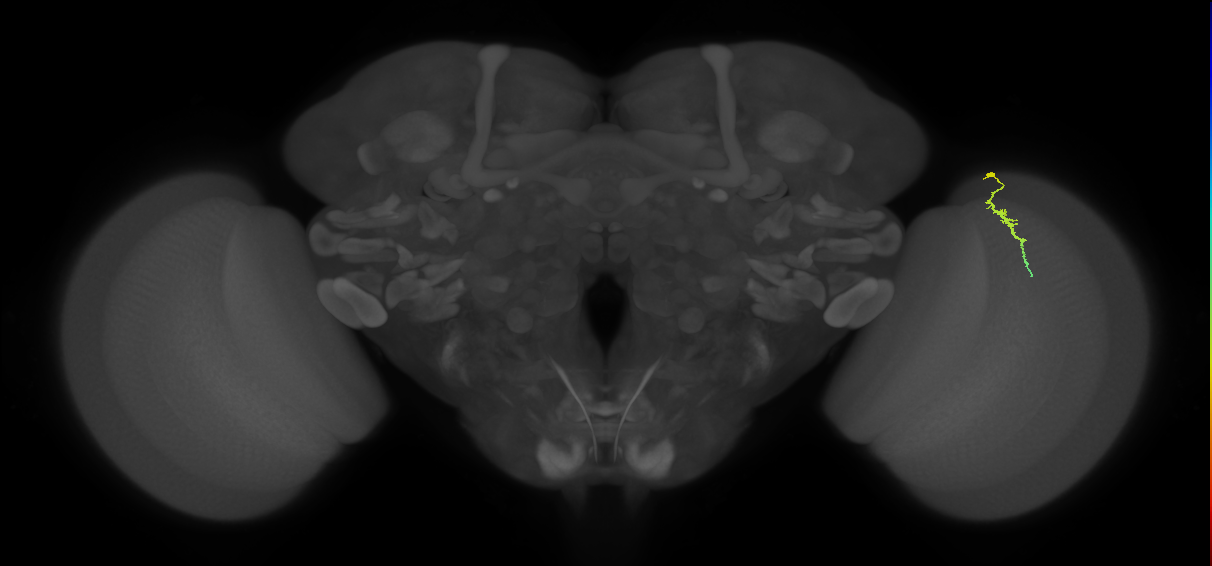 Dm3a_R (JRC_OpticLobe:146421)