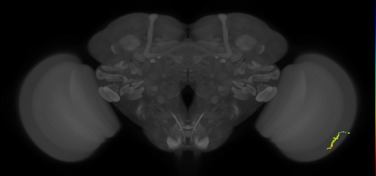 Dm3a_R (JRC_OpticLobe:122096)