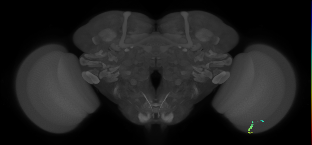 Dm3a_R (JRC_OpticLobe:121193)