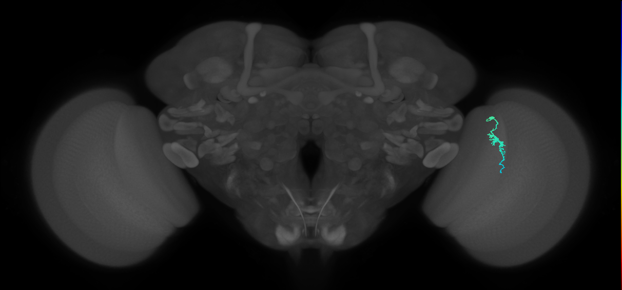 Dm3a_R (JRC_OpticLobe:146367)