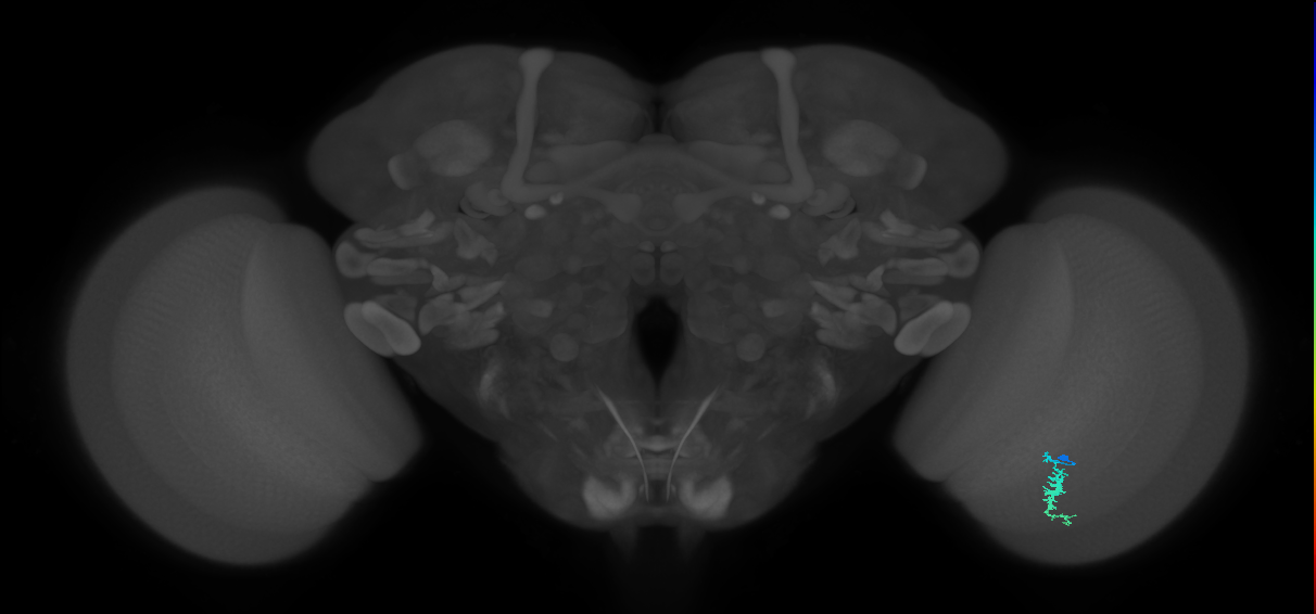 Dm3a_R (JRC_OpticLobe:126185)