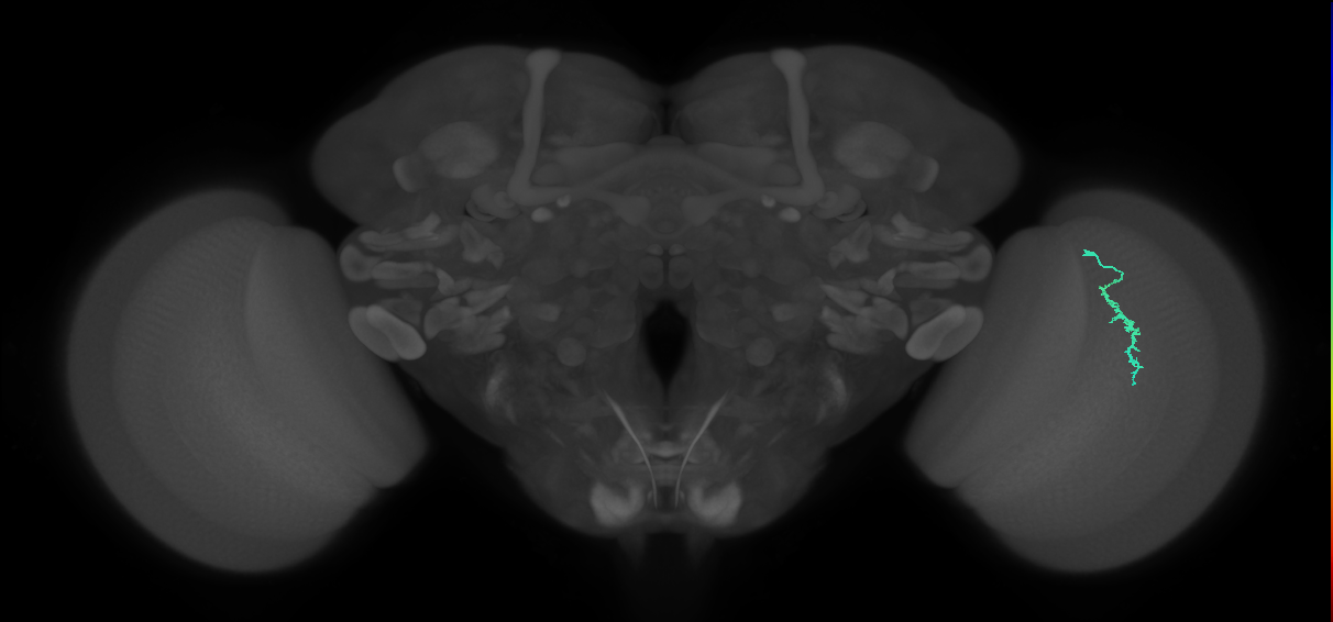 Dm3a_R (JRC_OpticLobe:132877)