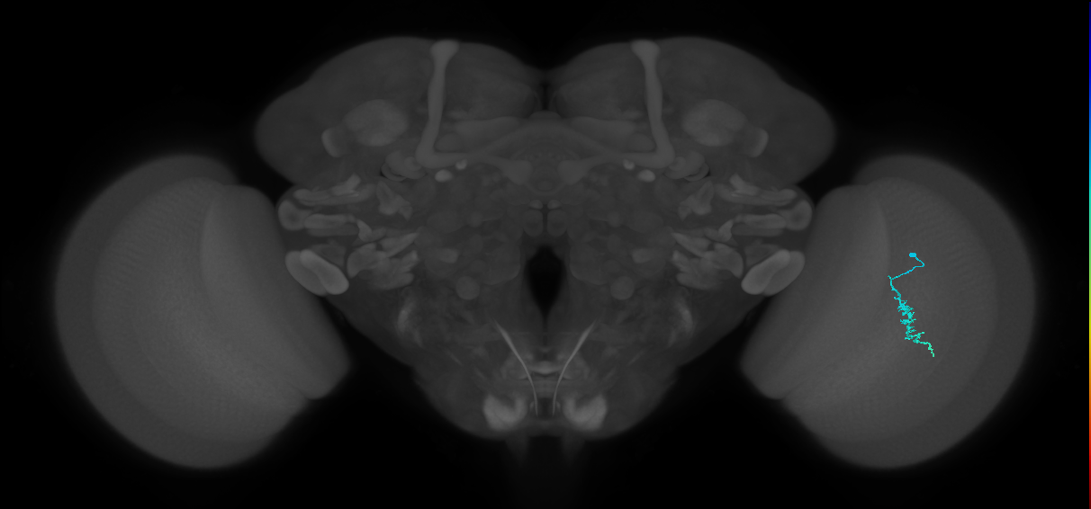 Dm3a_R (JRC_OpticLobe:125183)
