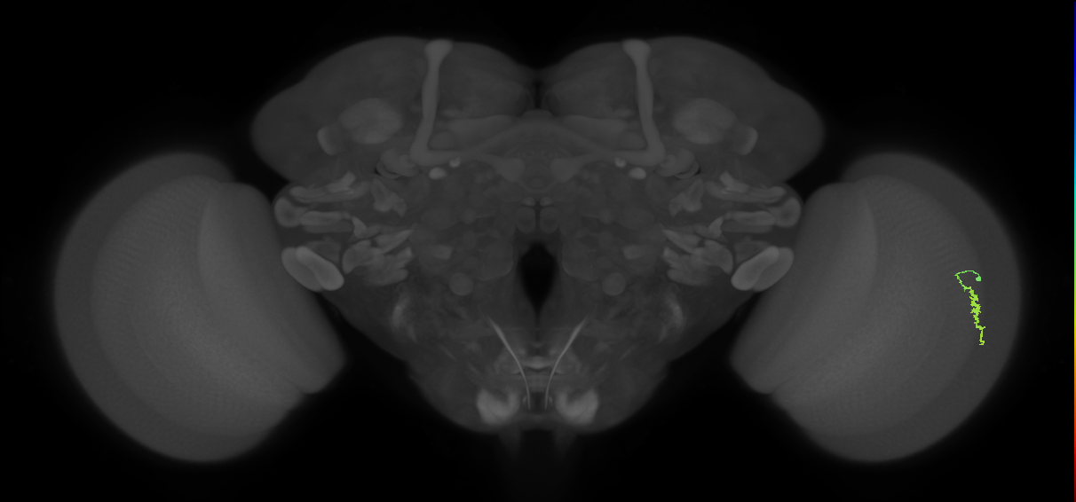 Dm3a_R (JRC_OpticLobe:135848)