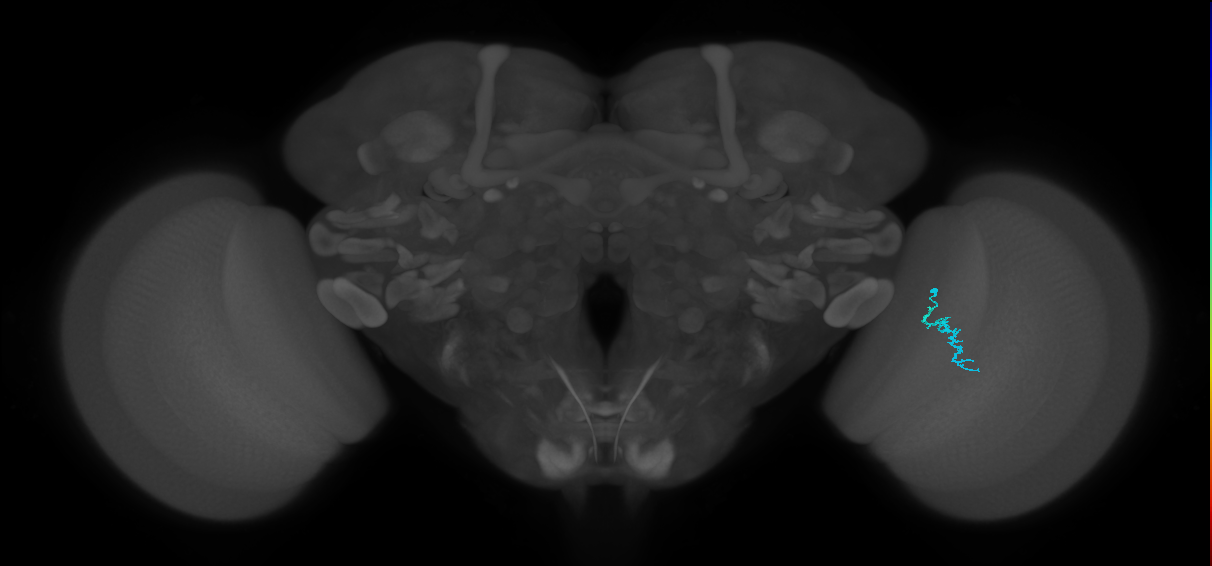 Dm3a_R (JRC_OpticLobe:154630)