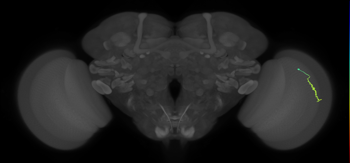 Dm3a_R (JRC_OpticLobe:134003)