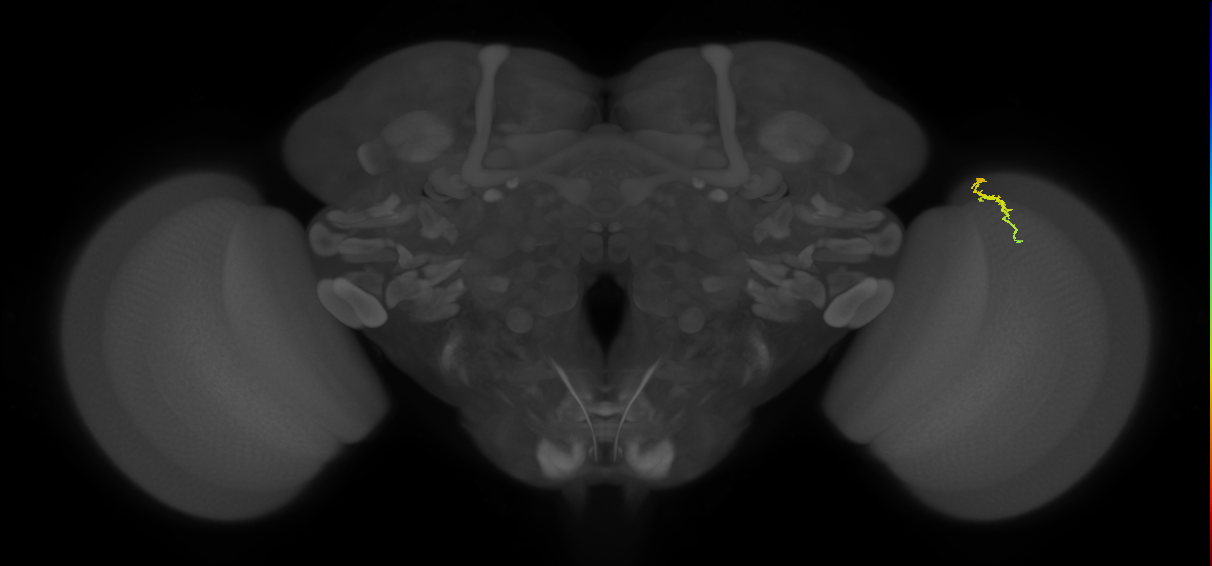 Dm3a_R (JRC_OpticLobe:152956)