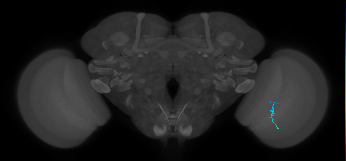 Dm3a_R (JRC_OpticLobe:151305)