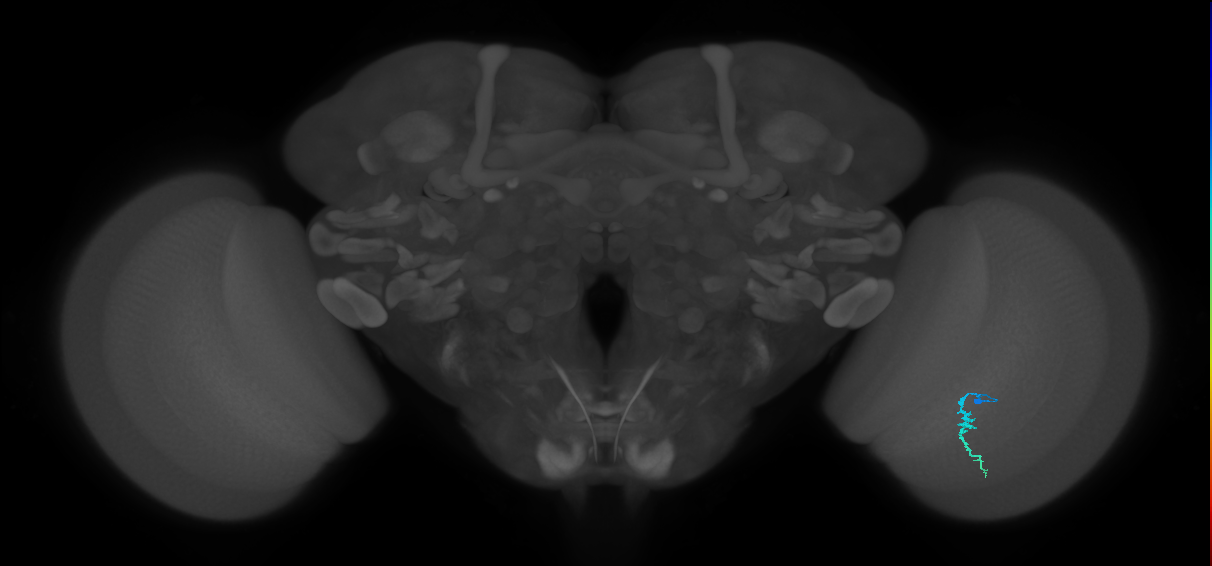 Dm3a_R (JRC_OpticLobe:194672)