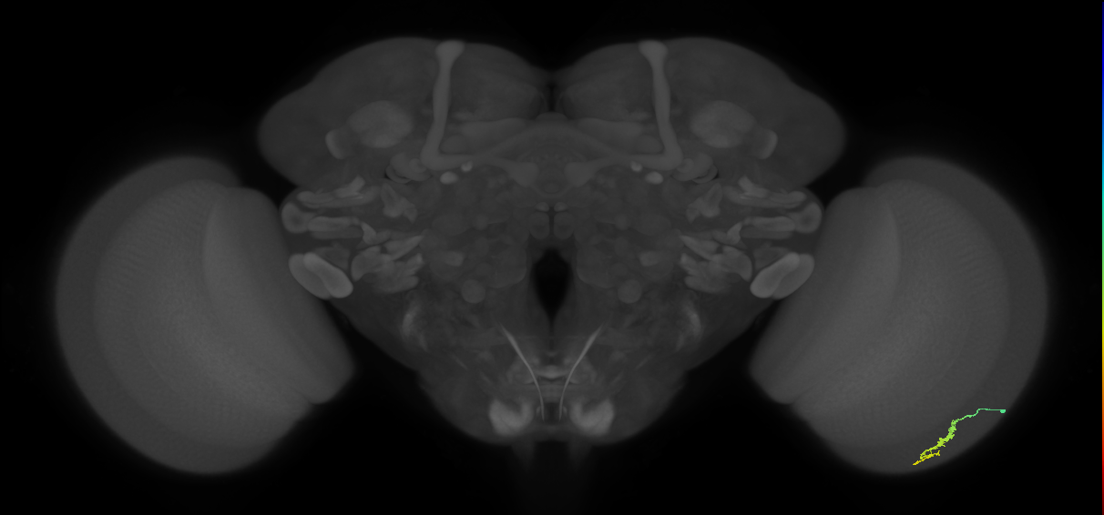Dm3a_R (JRC_OpticLobe:131812)
