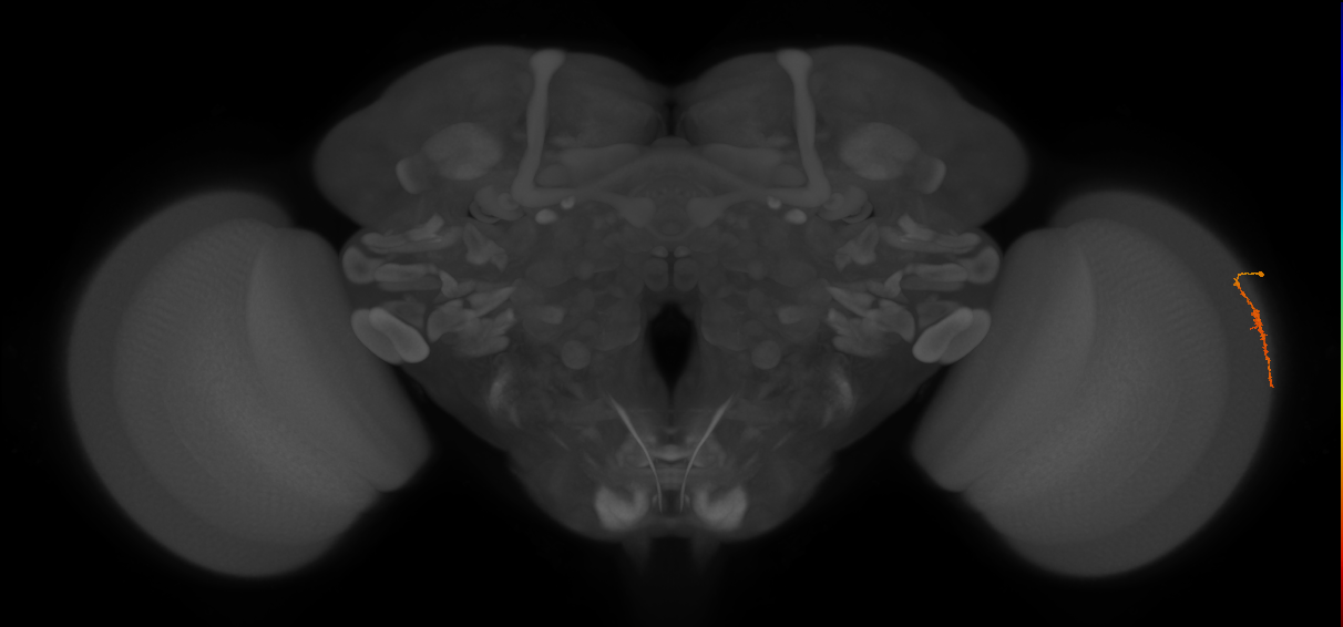 Dm3a_R (JRC_OpticLobe:142111)