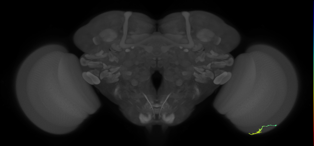 Dm3a_R (JRC_OpticLobe:137565)
