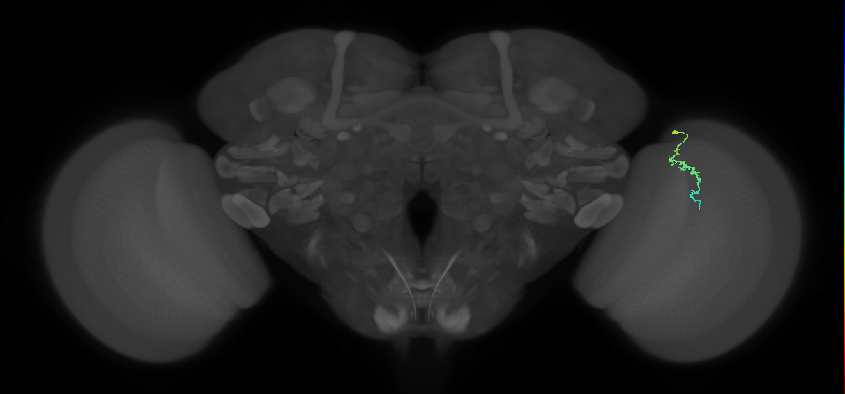 Dm3a_R (JRC_OpticLobe:145861)