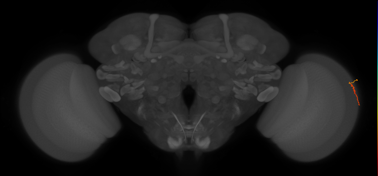 Dm3a_R (JRC_OpticLobe:149852)