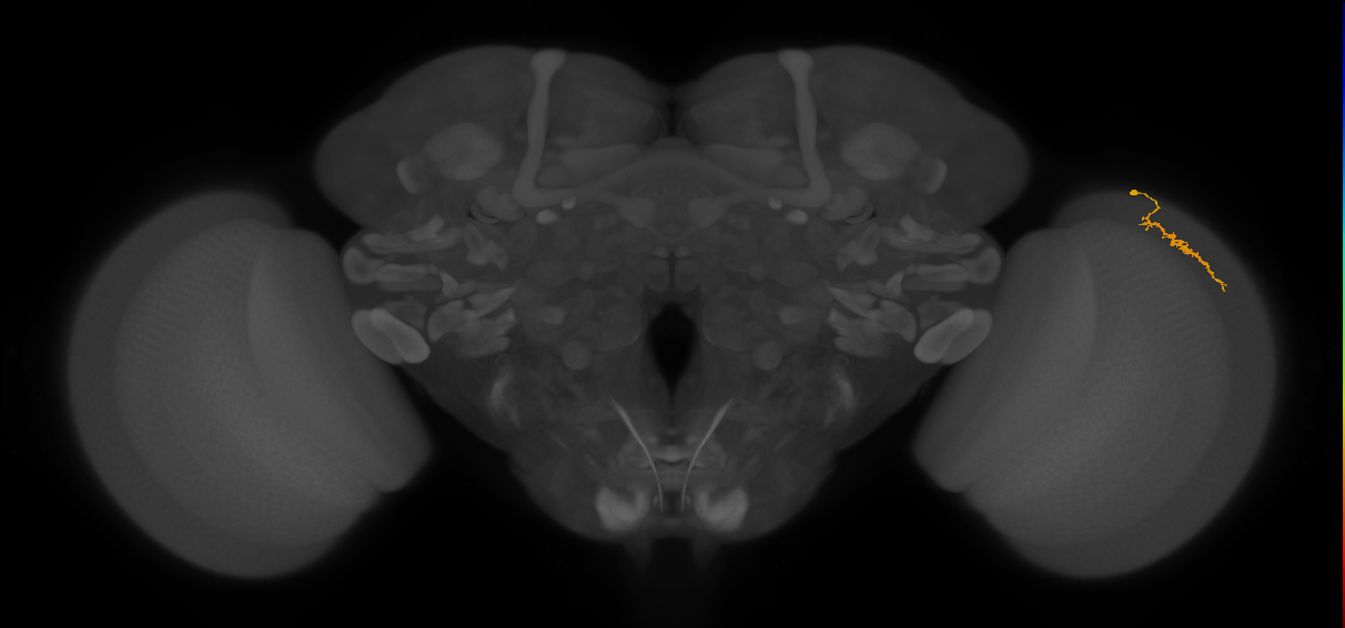 Dm3a_R (JRC_OpticLobe:179483)