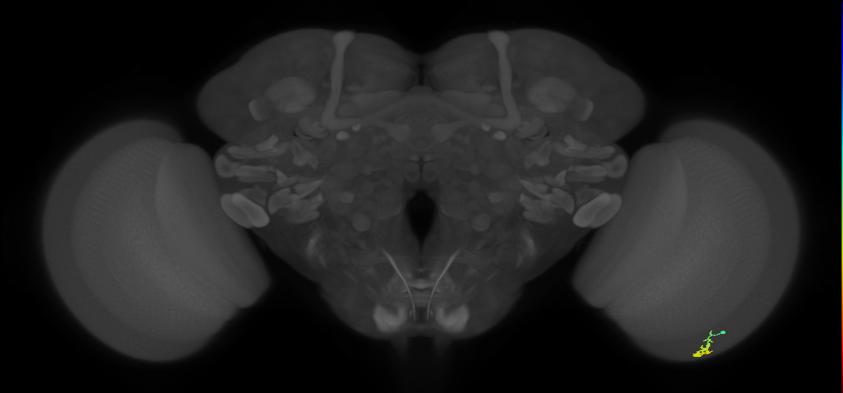 Dm3a_R (JRC_OpticLobe:136555)