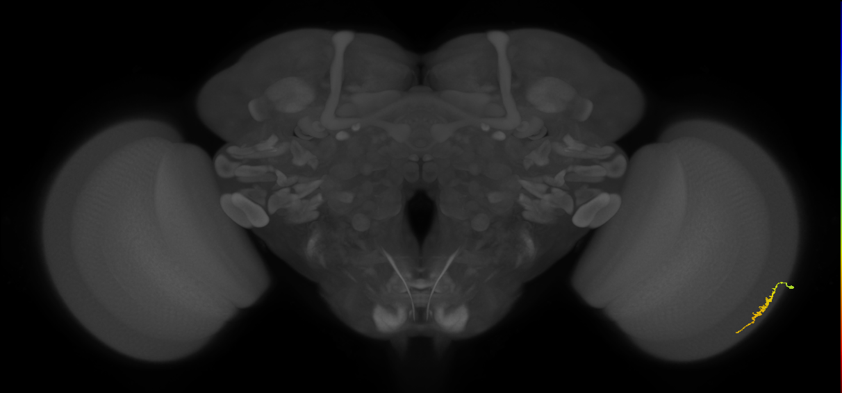 Dm3a_R (JRC_OpticLobe:116240)