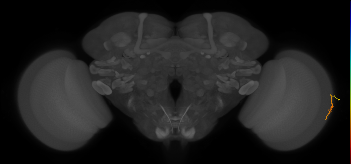 Dm3a_R (JRC_OpticLobe:175217)