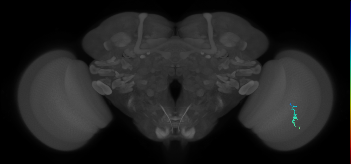 Dm3a_R (JRC_OpticLobe:526113)