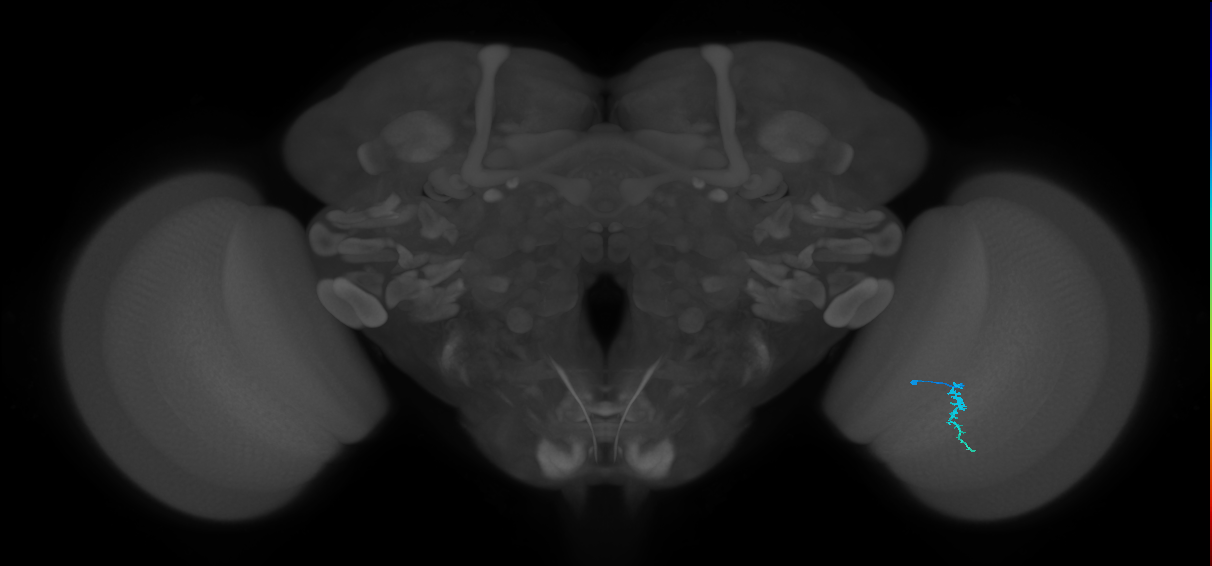 Dm3a_R (JRC_OpticLobe:160473)