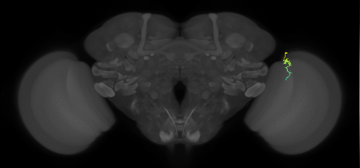 Dm3a_R (JRC_OpticLobe:150432)