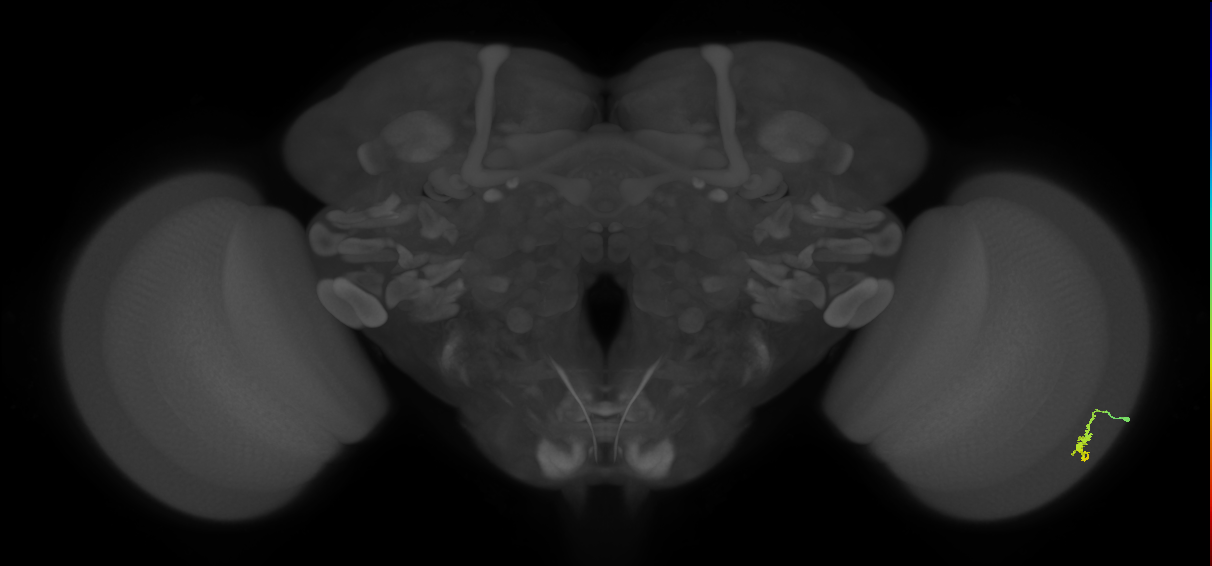 Dm3a_R (JRC_OpticLobe:117614)