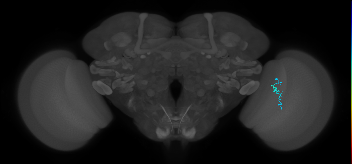 Dm3a_R (JRC_OpticLobe:150959)