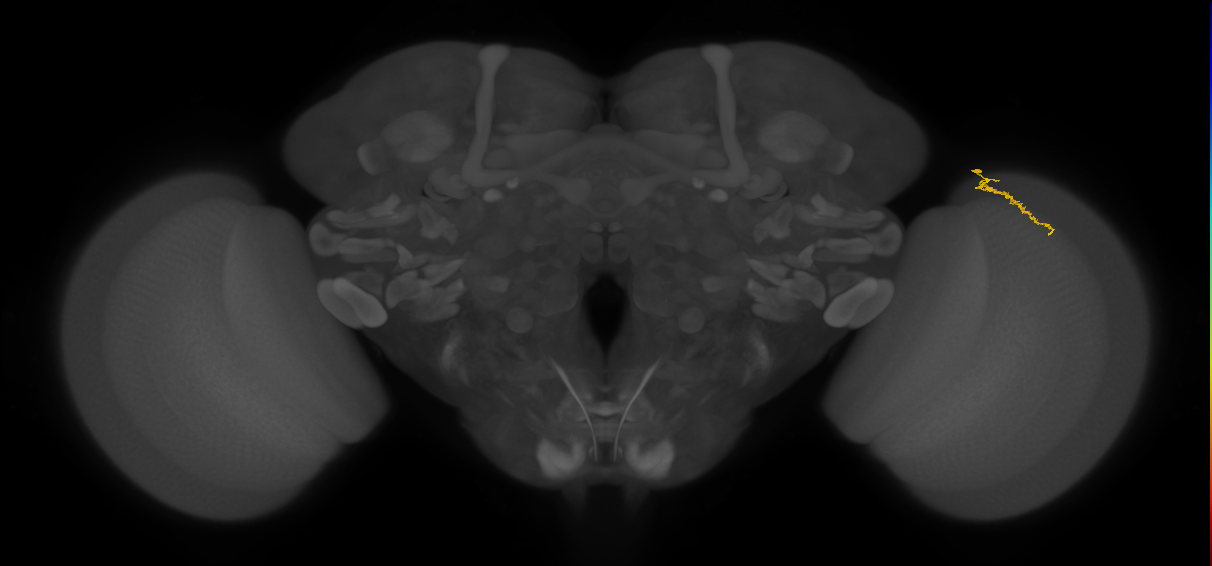 Dm3a_R (JRC_OpticLobe:158484)