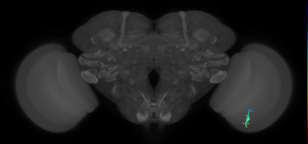 Dm3a_R (JRC_OpticLobe:111789)