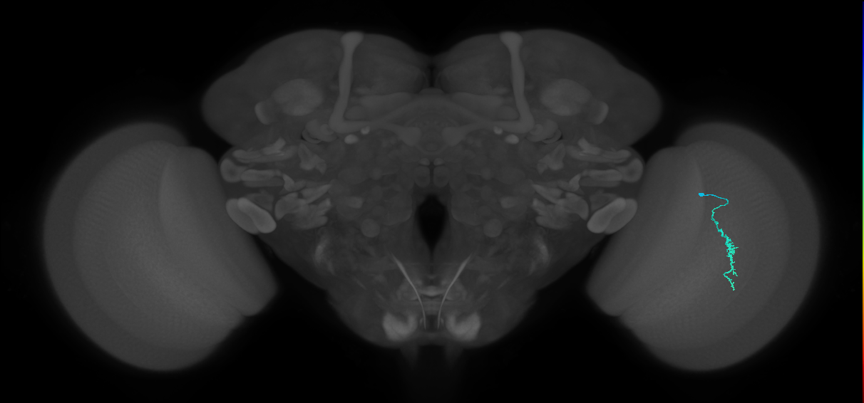 Dm3a_R (JRC_OpticLobe:183312)